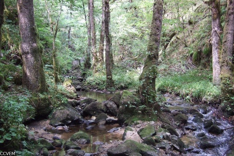 ruisseau-de-la-vigne